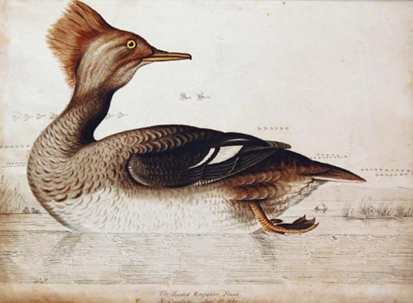 William POPE - The Hooded Merganser (1835)